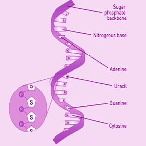RNA full form